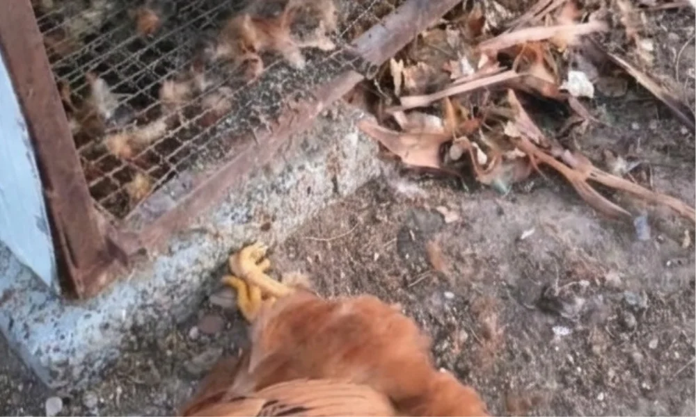 matanza de gallinas