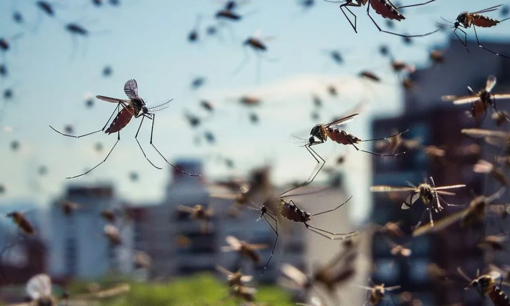 Mosquitos