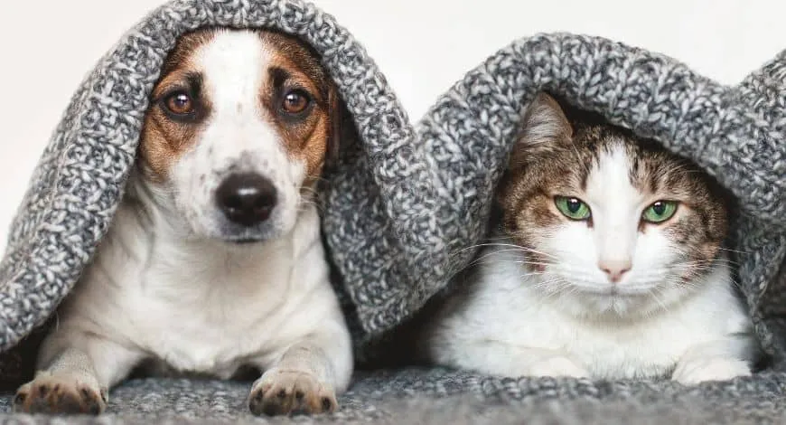 Día del Animal