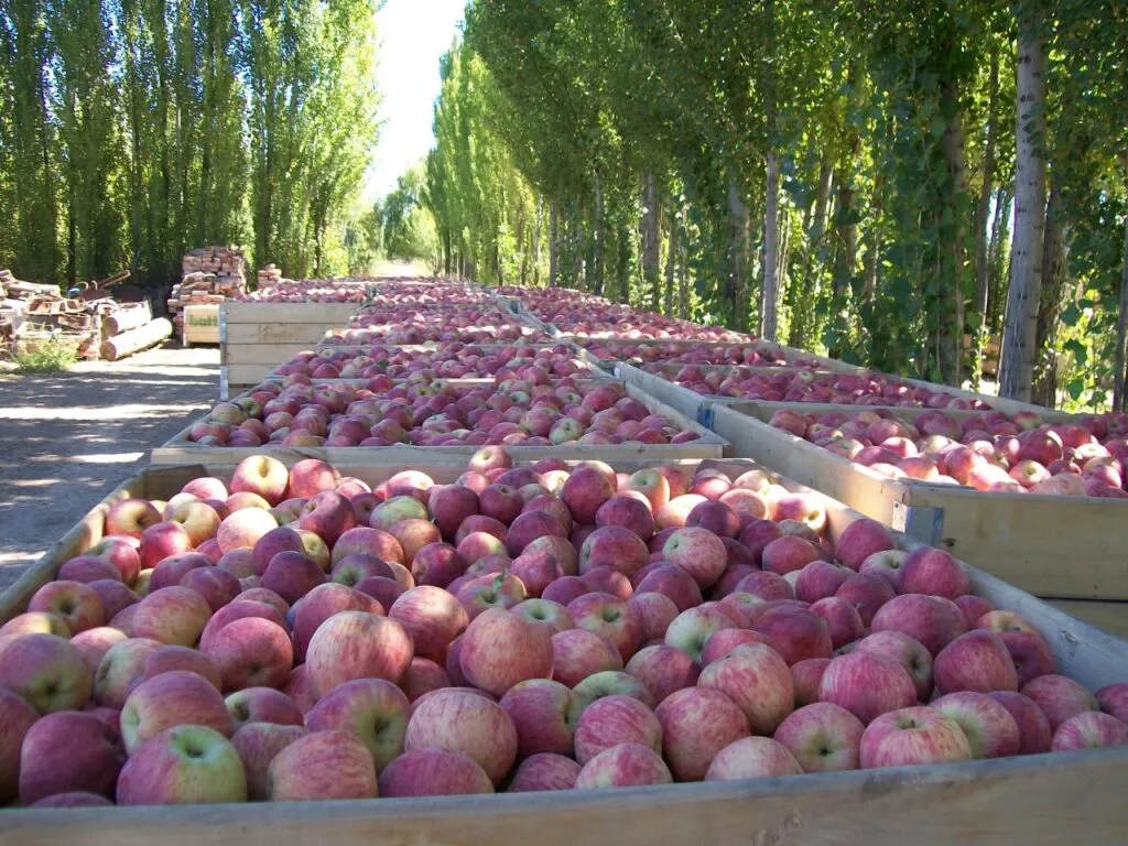 manzanas Río Negro