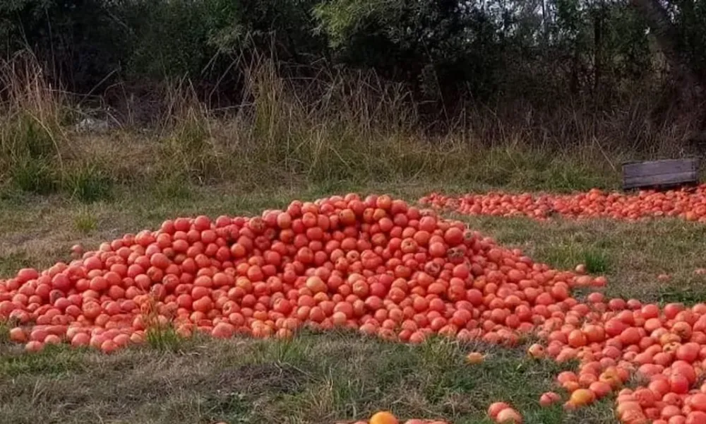 Tomates tirados