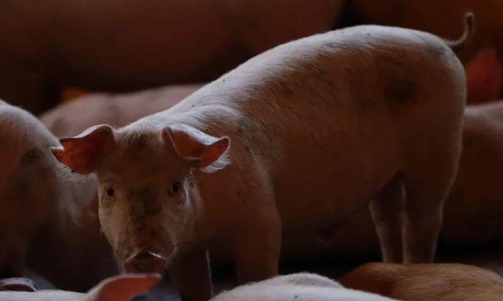 Cataluña sacrificará 30 mil en faena por peste porcina africana