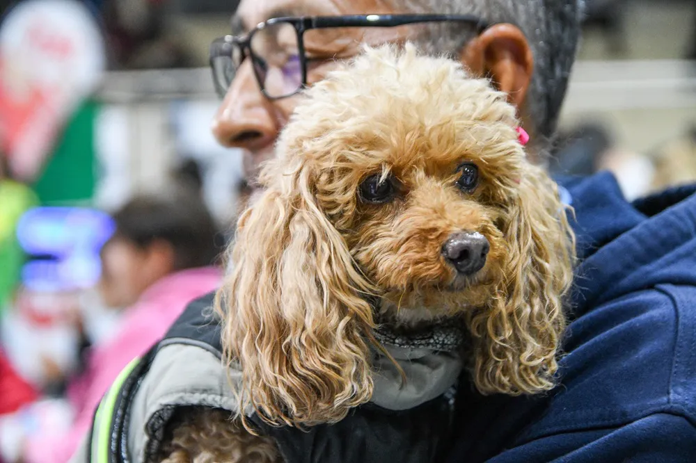Campaña de castración en Puerto Madryn
