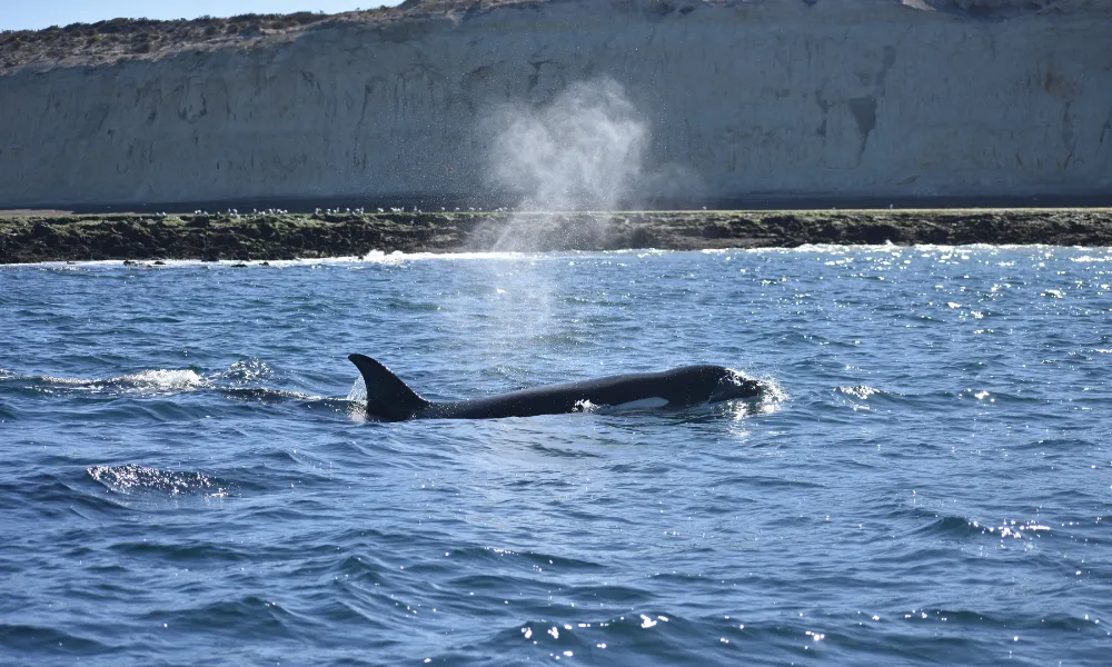 Orcas en el Golfo Nuevo