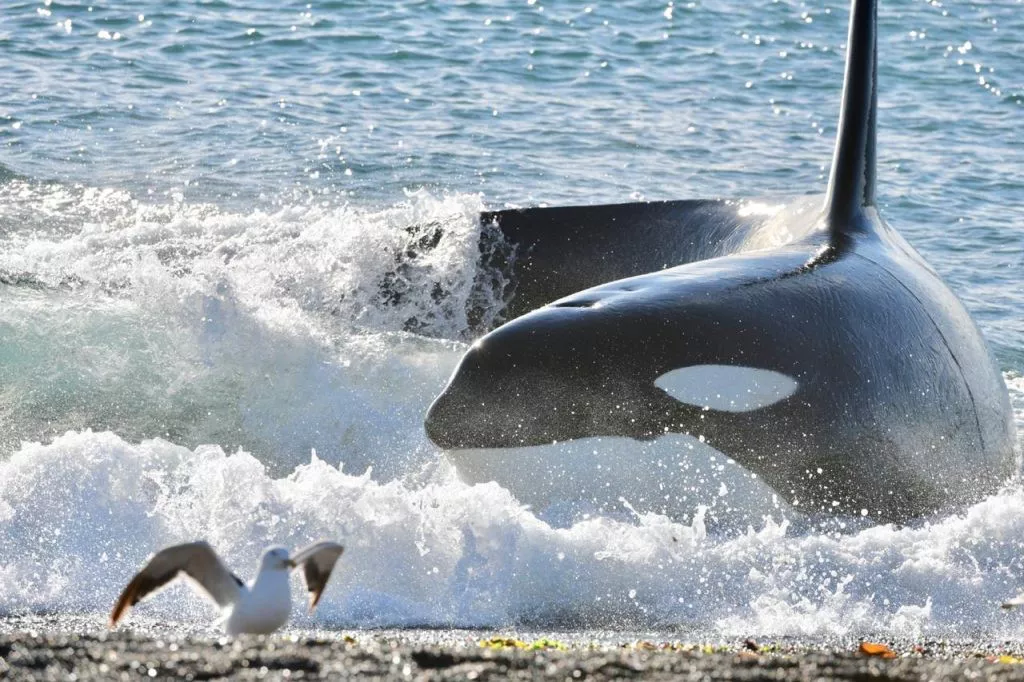 TEMPORADA RÉCORD DE AVISTAMIENTO DE ORCAS