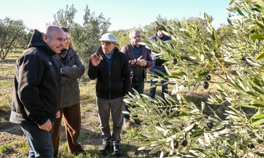 Aceite de oliva