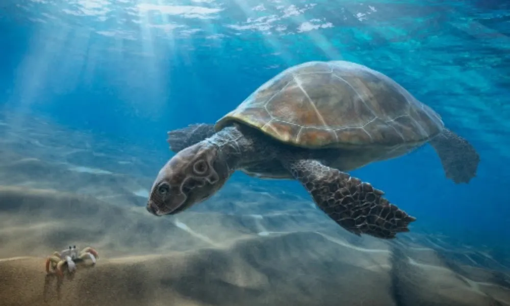 tortuga marina gigante