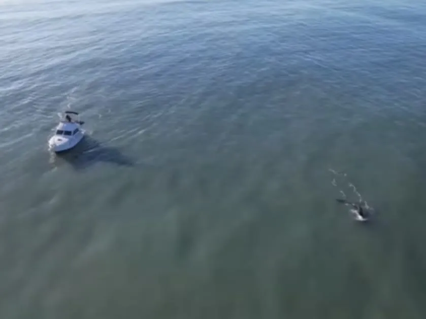 Persiguen a una ballena en Mar del Plata