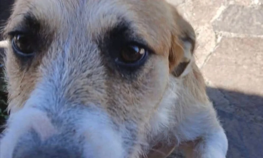 Perro encerrado por la muerte de la nena en Magagna