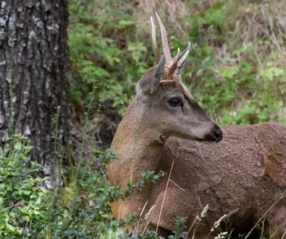 Dia internacional del Huemul