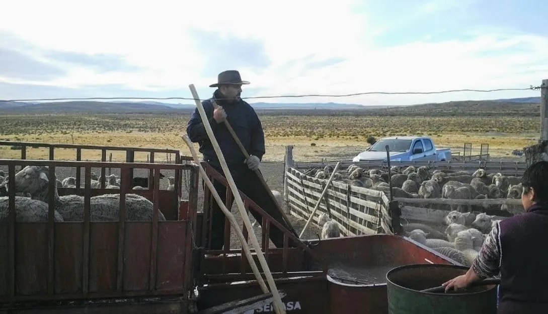 Ganado Ovino