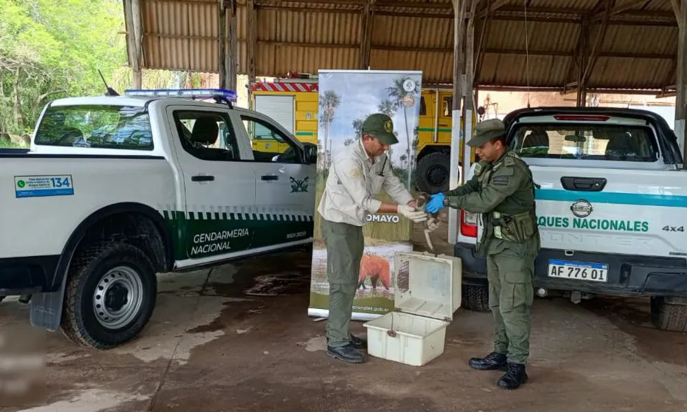 Gendarmes rescataron a un mono carayá que caminaba por la Ruta 11 en Formosa