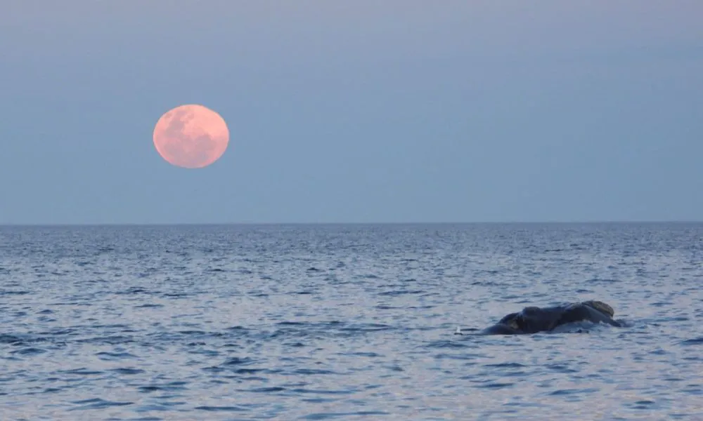 Foto de Luis El Fotero Patagonico