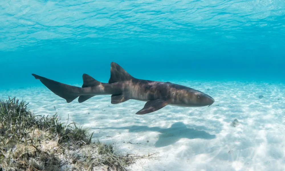 Tiburón nodriza (Foto: MarAlliance)