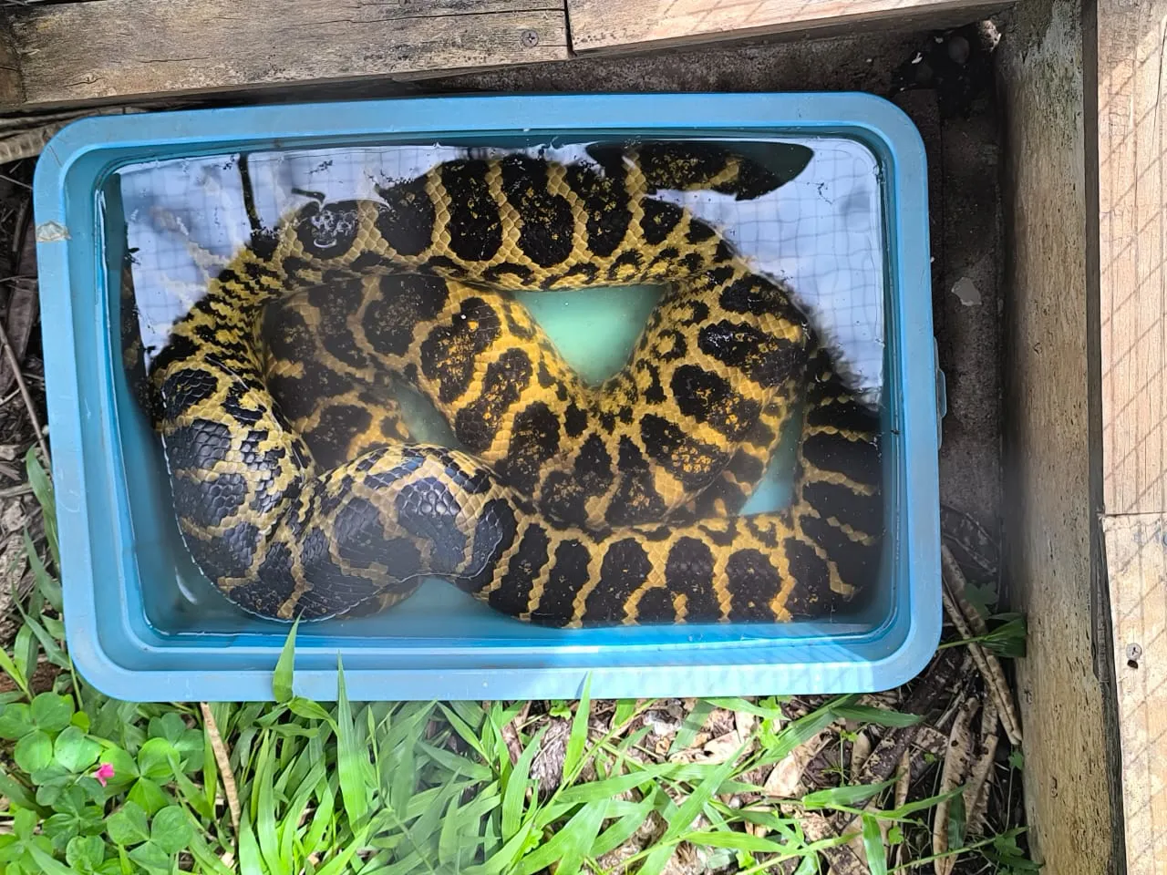 Rescataron más de cien animales exóticos que eran maltratados y vendidos ilegalmente en Posadas