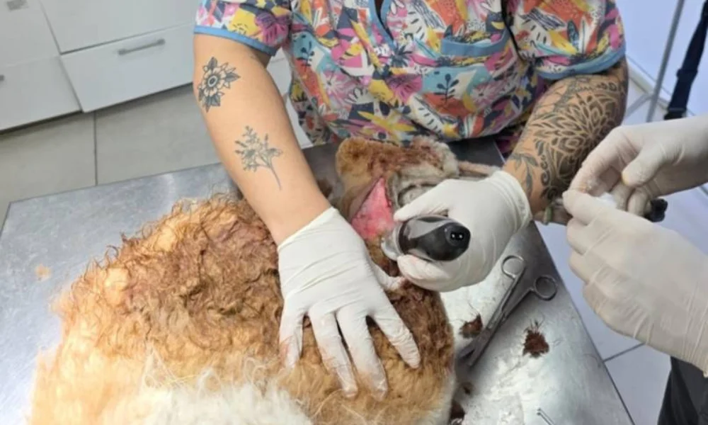 intervención al guanaco que quedó vivo