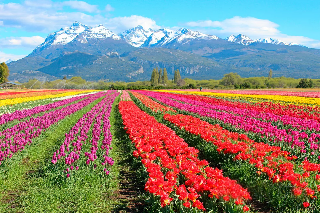 Tulipanes Trevelin, ch