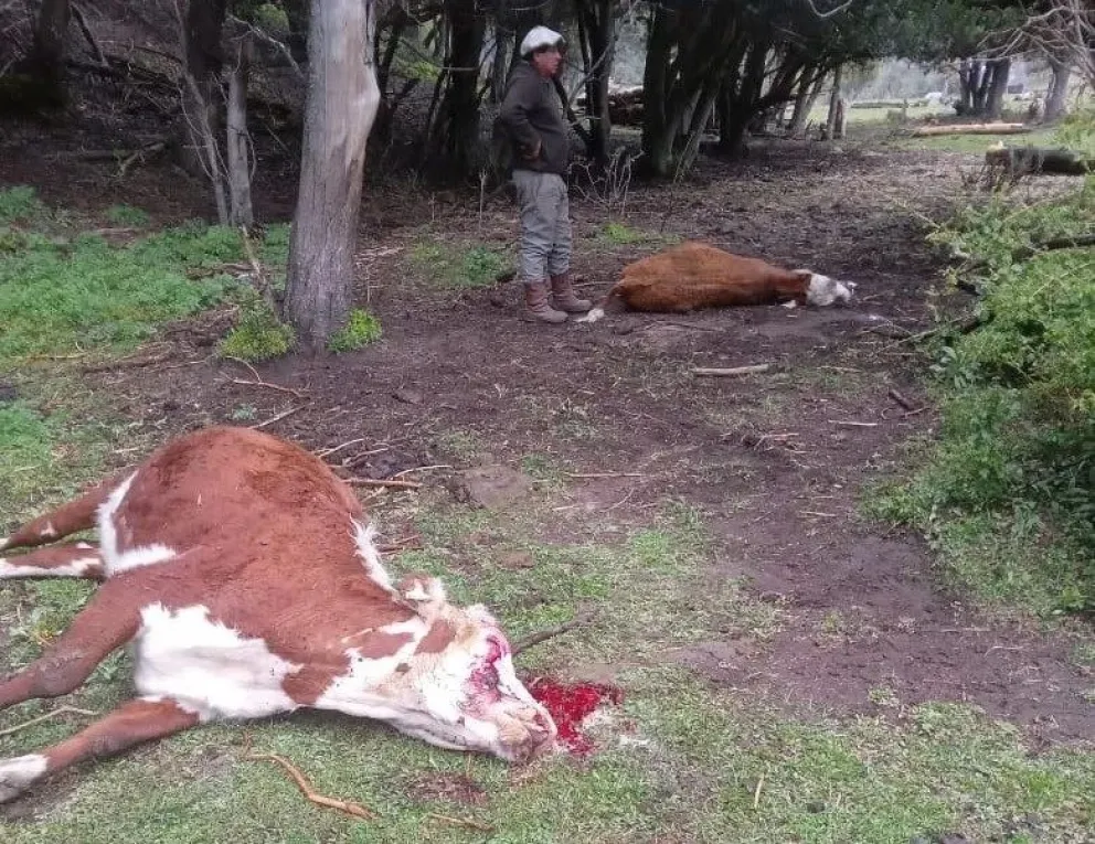 Vacas